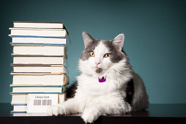 Library Card header image showing a cat sitting next to a stack of books with a library card