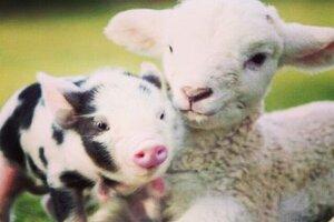 baby pig and lamb