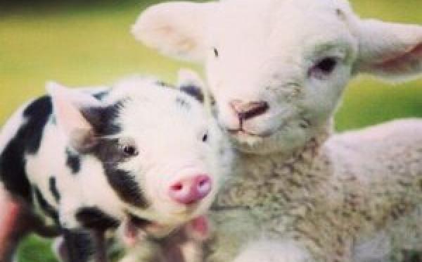 baby pig and lamb