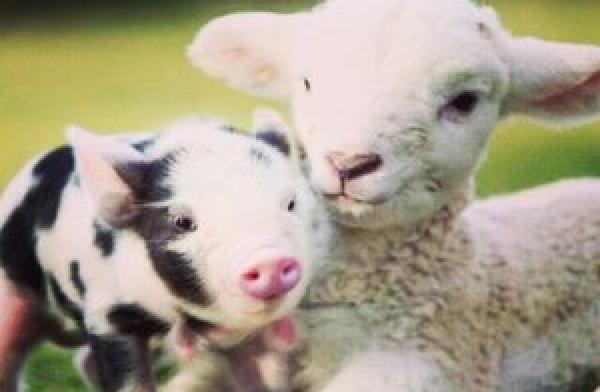 baby pig and lamb