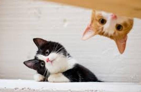 Image of cats looking curious