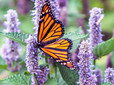 Image of butterfly hovering in purple flowers