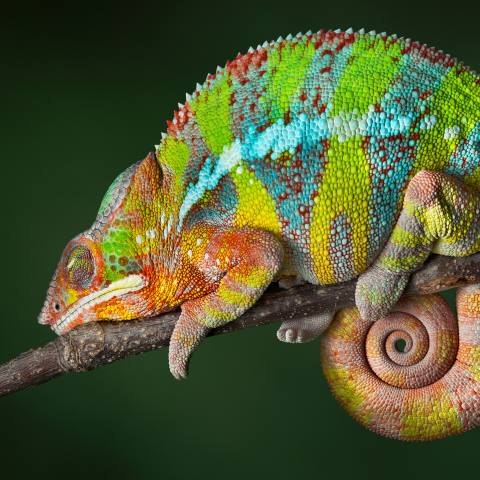Image of a colorful chameleon on a branch