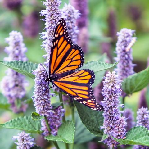 Image of a butterfly on a purple flower
