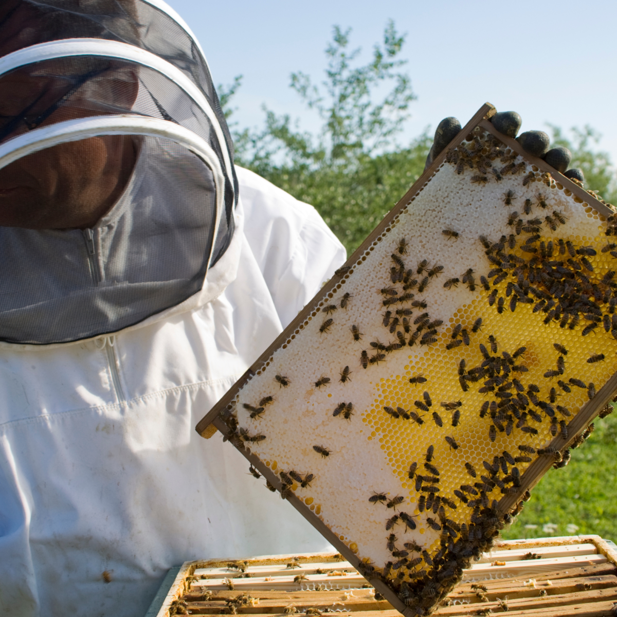 Image of a beekeeper holding a screen from a hive