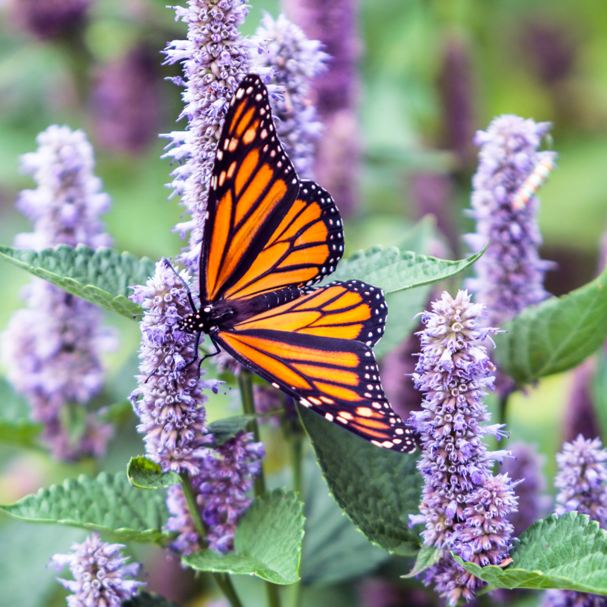 Image of a butterfly on a purple flower